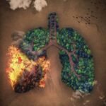 🌲 Az erdők a Föld tüdeje